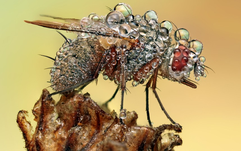 Illustration for article titled Behold the jewel-like beauty of dew-covered insects photographed close-up